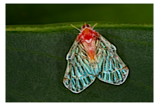 FLOW planthopper fulgoroidea fulgoromorpha insect